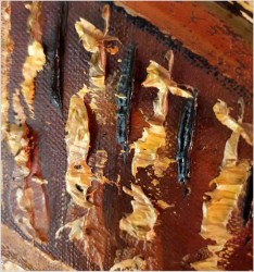 Pozycja Godna Uwagi !!! Scena Rodzajowa w Sali Balowej - Oryg. Richard Schlömer *1921