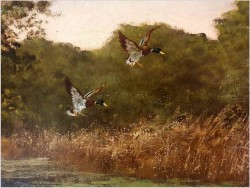 Dzikie kaczki nad leśnym stawem - oryg. Georg Majewicz (1897-1965)