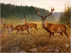 Malarstwo myśliwskie! Jeleń i Łanie na leśnej polanie - oryg. Georg Majewicz (1897-1965) Rozmiar XXL!