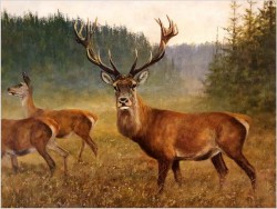 Malarstwo myśliwskie! Jeleń i Łanie na leśnej polanie - oryg. Georg Majewicz (1897-1965) Rozmiar XXL!