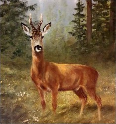 Malarstwo myśliwskie! Kozioł sarny - oryg. Georg Majewicz (1897-1965)