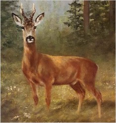 Malarstwo myśliwskie! Kozioł sarny - oryg. Georg Majewicz (1897-1965)