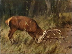 Waleczny Jeleń - Johann Christopher Drathmann (1856-1932) Rozmiar XXL!