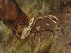 Waleczny Jeleń - Johann Christopher Drathmann (1856-1932) Rozmiar XXL!