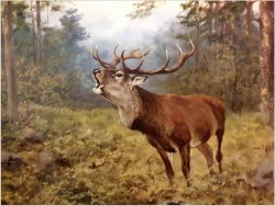 Myślistwo! Jeleń na rykowisku - oryg. Georg Majewicz (1897-1965)