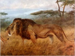 Tanganika! Wędrówka afrykańskich Lwów - Oryg. Georg Majewicz (1897-1965)