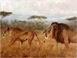 Tanganika! Wędrówka afrykańskich Lwów - Oryg. Georg Majewicz (1897-1965)