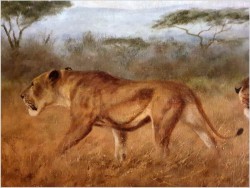 Tanganika! Wędrówka afrykańskich Lwów - Oryg. Georg Majewicz (1897-1965)