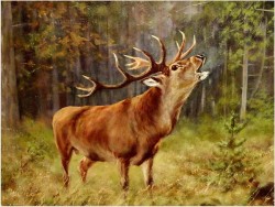 MALARSTWO AUKCYJNE! JELEŃ NA RYKOWISKU - Georg Majewicz (1897 - 1965 Niemcy)