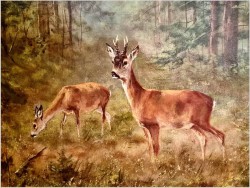 Malarstwo myśliwskie! Sarna i Kozioł Sarny - oryg. Georg Majewicz (1897-1965)