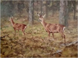 Malarstwo dla myśliwego! Sarna i Kozioł Sarny - oryg. Georg Majewicz (1897-1965)