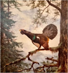 Super malarstwo! Głuszec na gałęzi - oryg. Georg Majewicz (1897-1965)