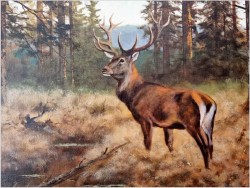 Dostojny Jeleń na przedpolu lasu - oryg. Georg Majewicz (1897-1965)