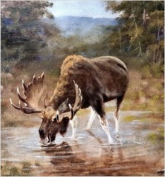 Kolekcjonerski rarytas! Łoś na mokradłach - oryg. Georg Majewicz (1897-1965)