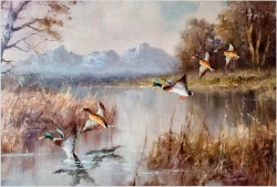 Panoramiczny obraz! Lądujące kaczki - Horst Hartung (*1921 Berlin)