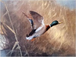 Myśliwskie malarstwo! Odlatujące kaczki - Prof. Gerhard Zank  *1937
