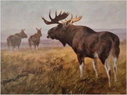 Animalistyka! Łoś i dwie Klępy na leśnych mokradłach - oryg. Georg Majewicz (1897-1965)