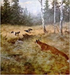 Super Malarstwo! Lis polujący na bażanty - oryg. Georg Majewicz (1897-1965)