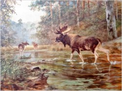 Obraz dla myśliwego! Przeprawa łosi przez mokradła - oryg. Georg Majewicz 1897-1965 