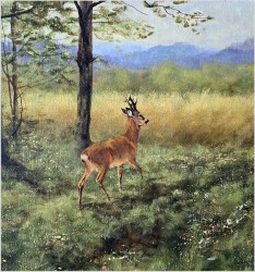 Kozioł sarny na przedpolu lasu - oryg. Georg Majewicz (1897-1965)