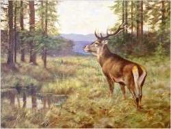Dostojny Jeleń przy leśnym strumieniu - oryg. Georg Majewicz (1897-1965)