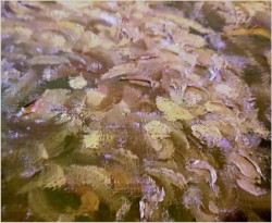 Duże Malarstwo Aukcyjne! Chryzantemy - Jules (Juul) CORT DE (1918-1999) 