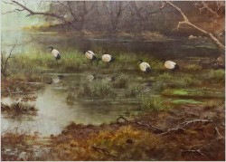 Tanganika! Ibisy czarniopióre - Oryg. Georg Majewicz (1897-1965) Rozmiar 138x98