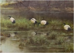 Tanganika! Ibisy czarniopióre - Oryg. Georg Majewicz (1897-1965) Rozmiar 138x98