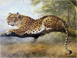 Tanganika! Lampart na gałęzi - oryg. Georg Majewicz (1897-1965)