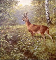 Piękne zbliżenie na Koziołka sarny - oryg. Georg Majewicz (1897-1965)