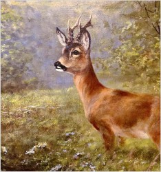 Piękne zbliżenie na Koziołka sarny - oryg. Georg Majewicz (1897-1965)