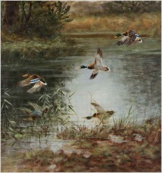 Lądujące dzikie kaczki nad stawem - oryg. Georg Majewicz (1897-1965)