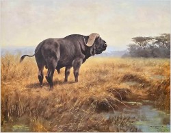 Tanganika! Bawoł afrykański - Oryg. Georg Majewicz (1897-1965) Rozmiar 138x98