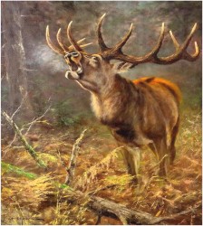 3. Duży obraz olejny! Jeleń na rykowisku - oryg. Georg Majewicz (1897-1965)