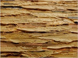 RYBACY NA WENECKIEJ LAGUNIE ~ Carol Spree ur.1907r