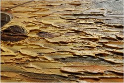 POLECAMY MALARSTWO PANORAMICZNE ! ZACHÓD SŁOŃCA - oryg CAROL SPREE 1907r.