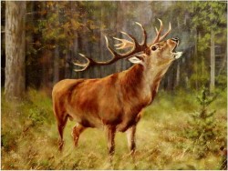 MALARSTWO AUKCYJNE! JELEŃ NA RYKOWISKU - Georg Majewicz (1897 - 1965 Niemcy)