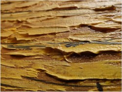 UNIKAT! DUŻY FORMAT, SEE BERGE BOOT - CAROL SPREE 1907r.