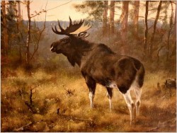 Kolekcjonerski rarytas! Łoś na przedpolu lasu - oryg. Georg Majewicz (1897-1965) 