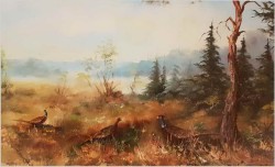 Panoramiczny obraz! Bażanty Przy Rozlewisku - (Riedrich, Niemcy XXw.)