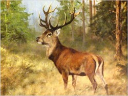 MALARSTWO AUKCYJNE! JELEŃ NA RYKOWISKU - ORYG. GEORG MAJEWICZ (1897-1965)