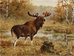 POLECAMY MALARSTWO AUKCYJNE! ŁOŚ - Georg Majewicz (1897 - 1965, Niemcy)