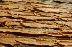 POLECAM! KUTRY RYBACKIE W PANORAMIE ~ Carol Spree ur.1907r