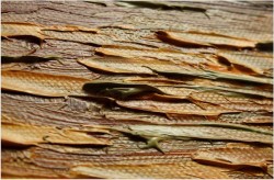 POLECAM! KUTRY RYBACKIE W PANORAMIE ~ Carol Spree ur.1907r