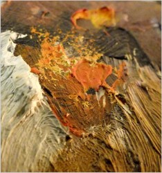 ZOBACZ! WYJĄTKOWA SALONOWA MARTWA NATURA - BUKIET WIOSENNYCH KWIATÓW, NIEMCY XXw.